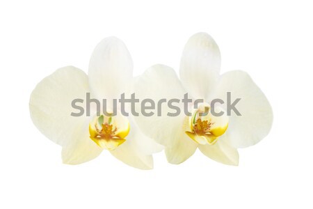 Stockfoto: Twee · Geel · orchidee · bloemen · geïsoleerd · witte