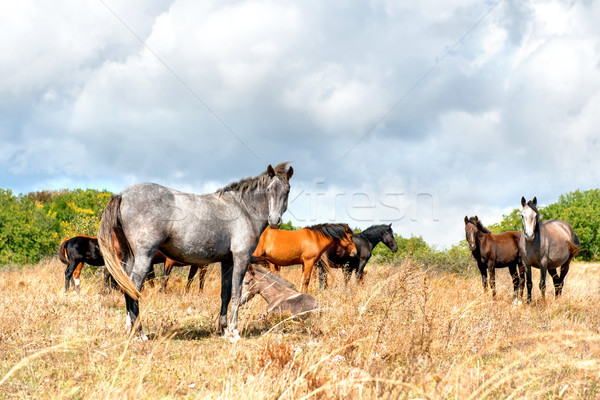Horses on the field Stock photo © vapi