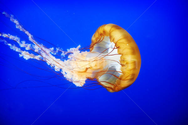 Orange jellyfish (Chrysaora fuscescens) Stock photo © vapi