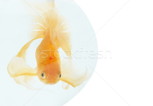 Golden Fisch Aquarium isoliert weiß Natur Stock foto © vapi