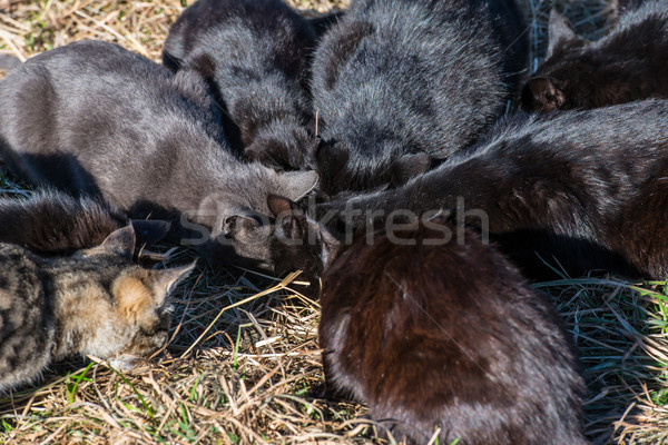 Gruppe Katzen schwarz Essen Boden grünen Gras Stock foto © vapi
