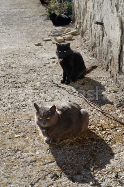 Foto stock: Cinza · preto · gatos · sessão · terreno · cara