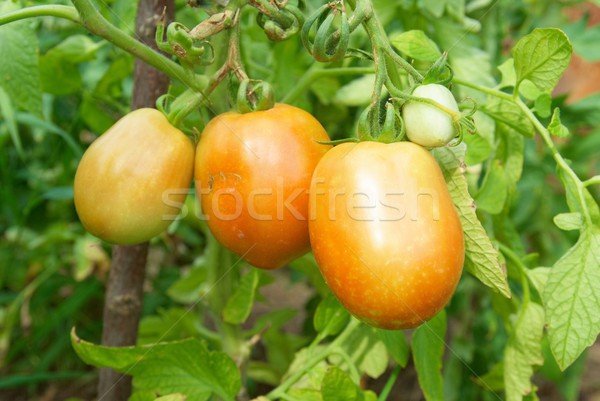 Red and green tomatoes Stock photo © vapi