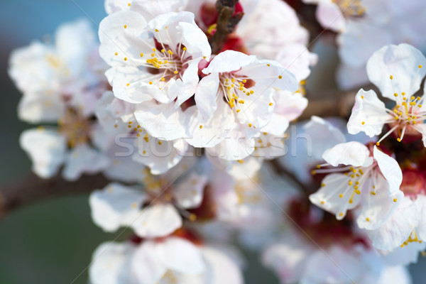 Stock fotó: Tavasz · virágzó · fehér · tavaszi · virágok · fa · puha
