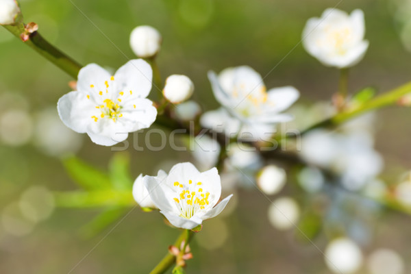 Frühling weiß Frühlingsblumen Pflaume Baum Stock foto © vapi