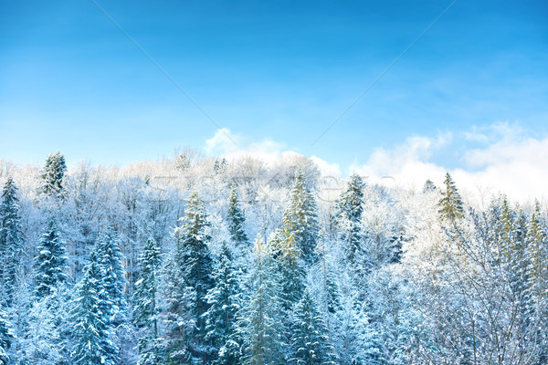 зима Солнечный лес соснового деревья снега Сток-фото © vapi