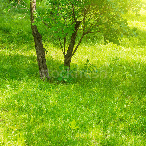 Kawałek zielone miejskich parku drzew trawy Zdjęcia stock © vapi