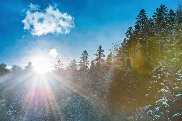 Sun rising from the mountain with forest Stock photo © vapi