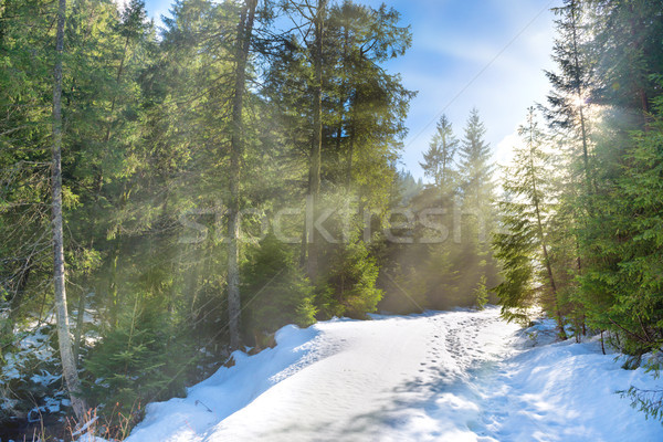 Stockfoto: Zon · licht · winter · bos · witte · vers