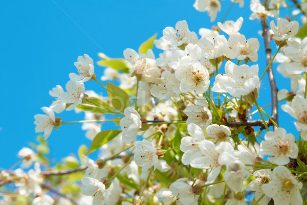 白 櫻桃 花卉 藍天 花 樹 商業照片 © vapi