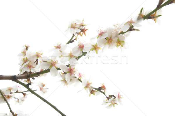 白色的花朵 梅子 樹 花卉 性質 花園 商業照片 © vapi