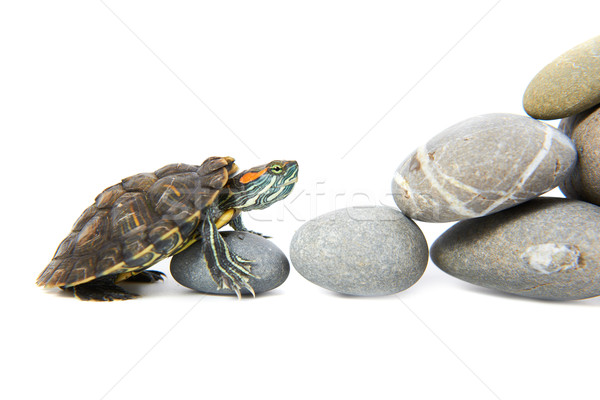 Schildpad klimmen omhoog stappen geïsoleerd witte Stockfoto © vapi