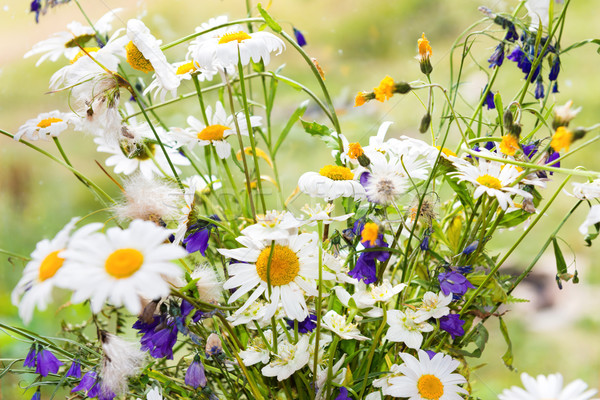 Foto d'archivio: Bouquet · bianco · margherite · fiori · bianchi · altro · campo