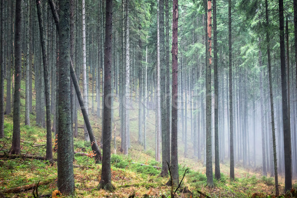 Mysterious fog in the green forest  Stock photo © vapi