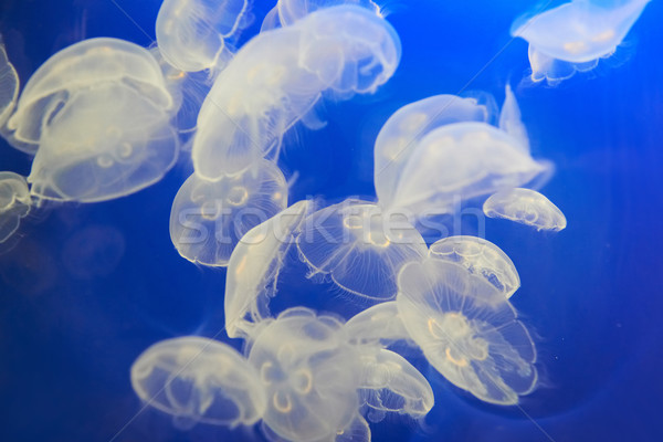 Alb meduză Lună albastru ocean Imagine de stoc © vapi