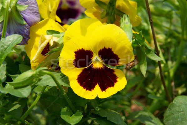 Pansy flowers Stock photo © vapi