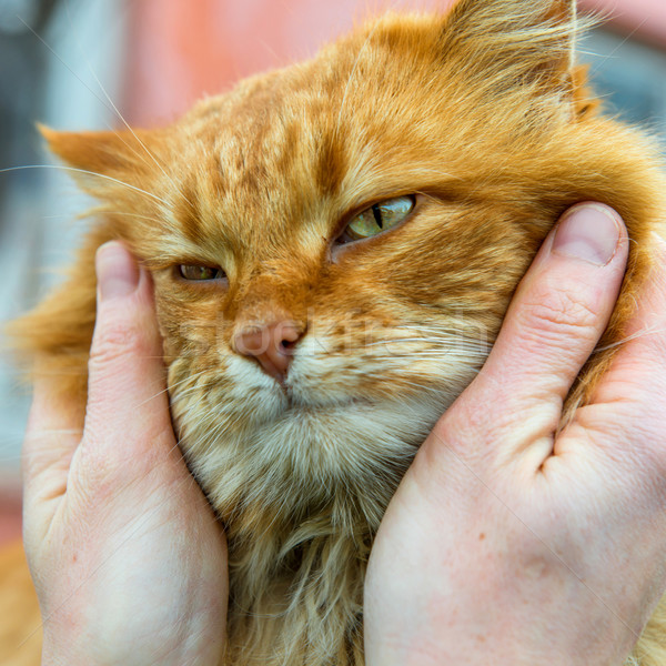 Kırmızı kedi yeşil gözleri arka plan turuncu yeşil Stok fotoğraf © vapi