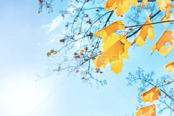 Stok fotoğraf: Sonbahar · kırmızı · yaprakları · akçaağaç · mavi · gökyüzü · ağaç