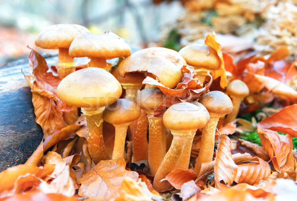 Mushrooms honey fungus in the forest Stock photo © vapi