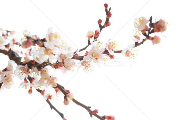 Almond tree pink flowers. Stock photo © vapi