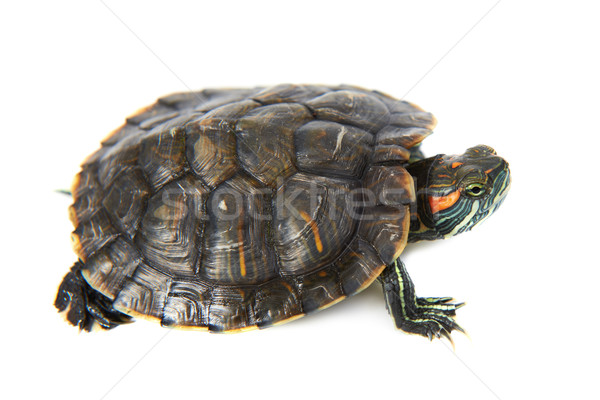 Rood oor schildpad geïsoleerd witte water Stockfoto © vapi