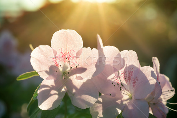 Flores de primavera azalea sol luz flor Foto stock © vapi