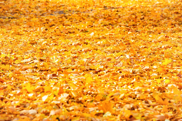 Autumn fallen orange leaves in a park Stock photo © vapi