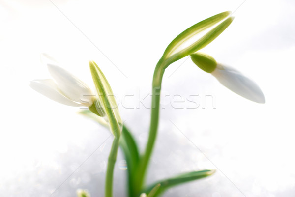 Spring snowdrop flowers  Stock photo © vapi