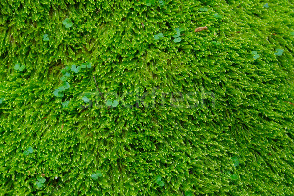 Textured green grass. Stock photo © vapi