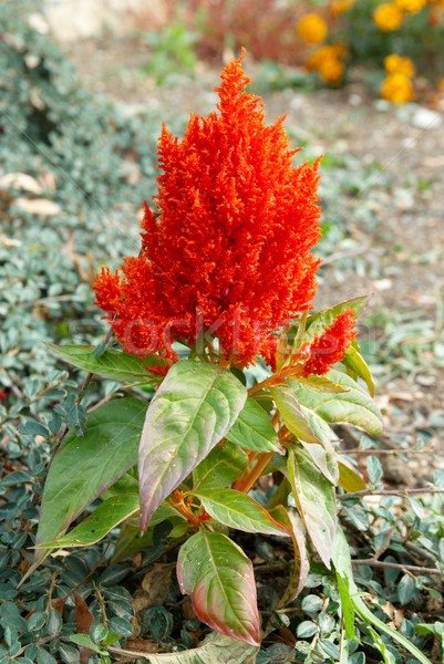 Red flower in the garden. Stock photo © vapi