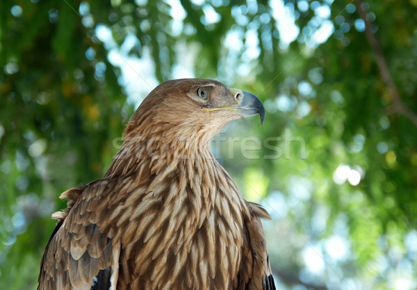 A hawk eagle sitting on the tree. Stock photo © vapi
