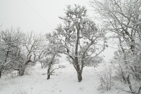 Winter landscape with icy trees. Stock photo © vapi