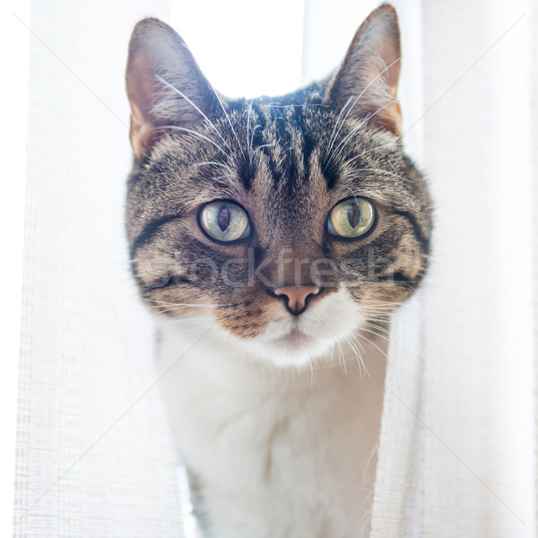 Piccolo grigio strisce cat guardando isolato Foto d'archivio © vapi