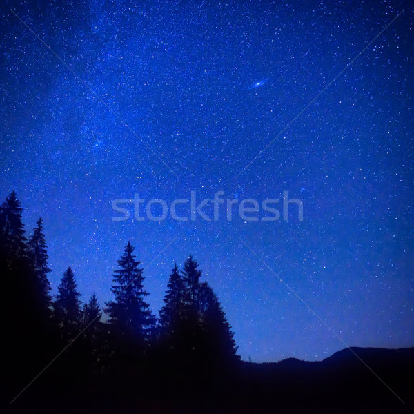 Buio blu cielo notturno sopra mistero foresta Foto d'archivio © vapi
