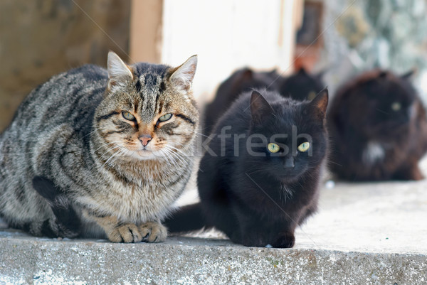 Group of cats Stock photo © vapi