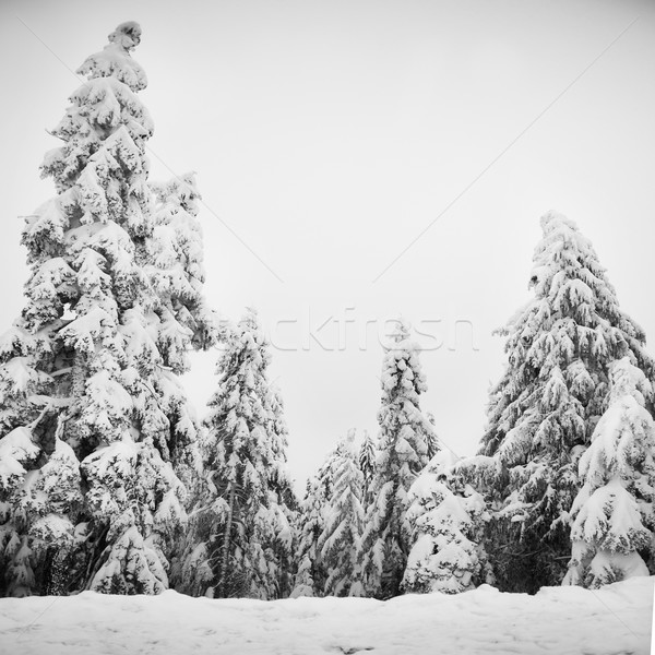 Foto stock: Pinho · árvores · coberto · neve · inverno · preto · e · branco