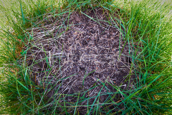 Anthill in the forest Stock photo © vapi