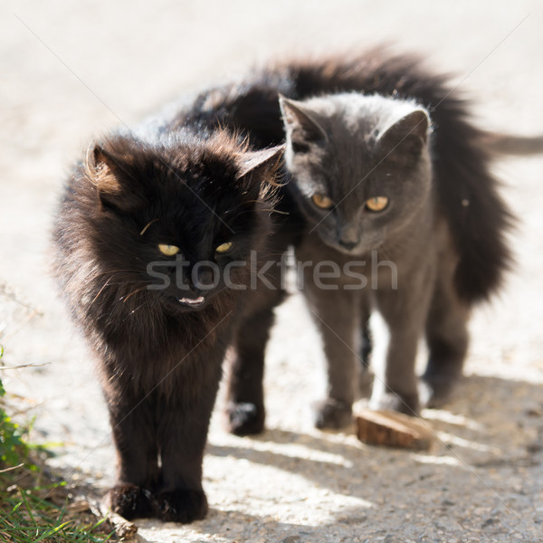 Two cats Stock photo © vapi