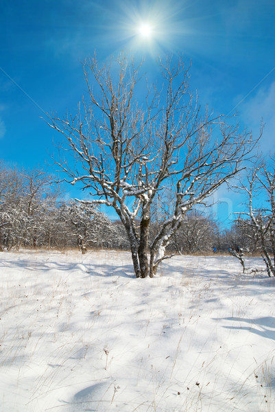 冬 冷たい 森林 太陽 自然 風景 ストックフォト © vapi