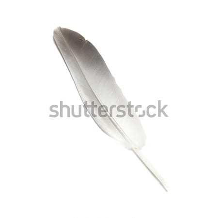 Bird's feather Stock photo © vapi