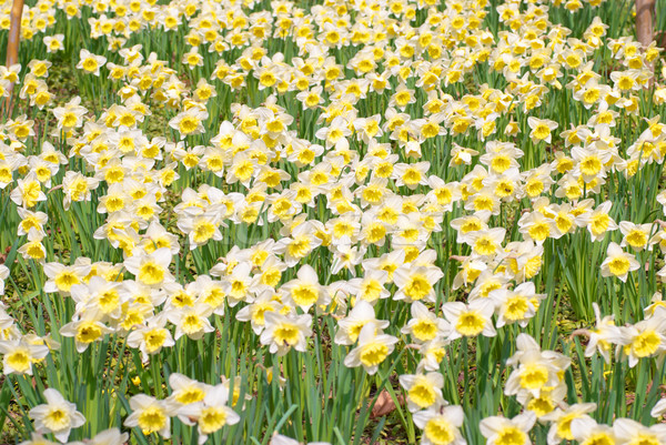 White narcissuses Stock photo © vapi