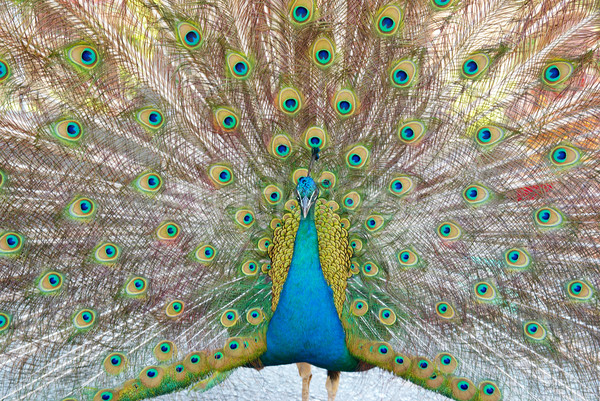 Stock photo: Peacock with open train.