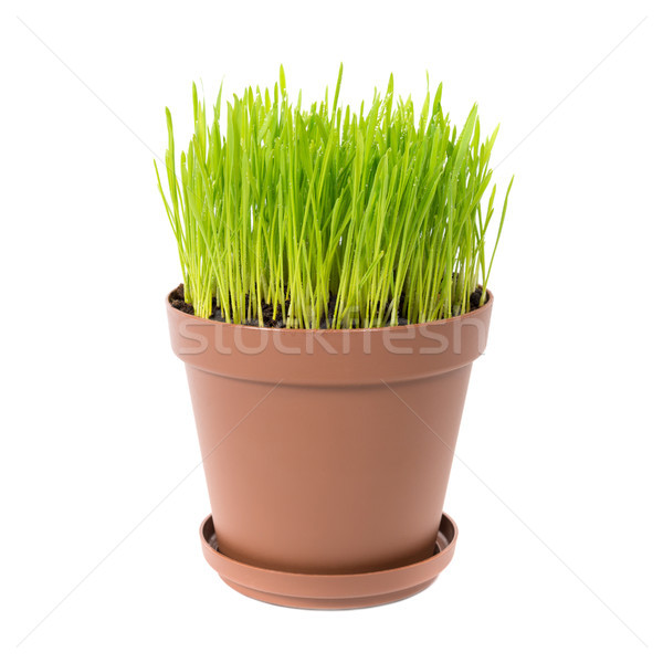 Green grass in the plant pot Stock photo © vapi