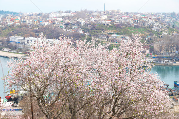 Blooming almond tree Stock photo © vapi
