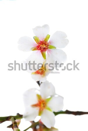 杏仁 白色的花朵 孤立 白 花 性質 商業照片 © vapi
