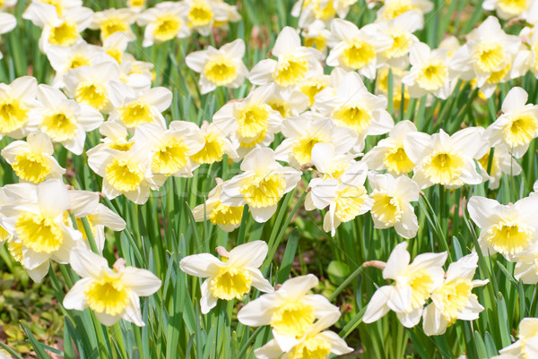 White narcissuses Stock photo © vapi