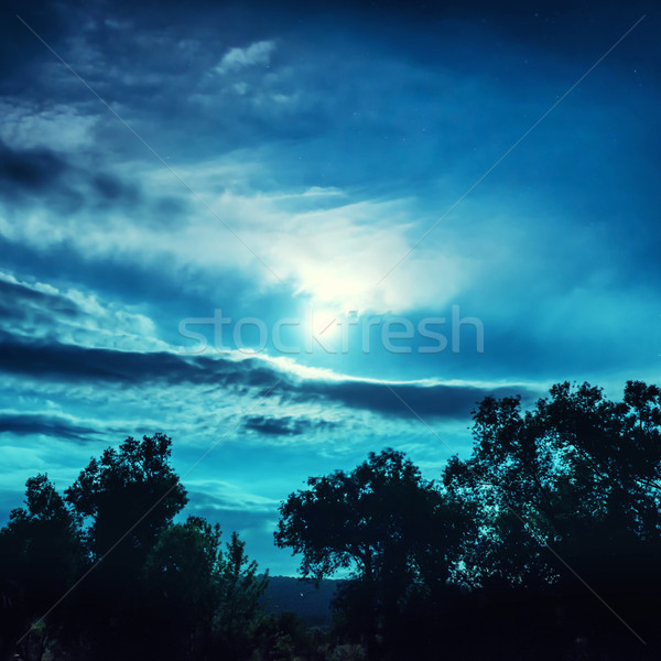 Luna llena noche forestales árboles brillante estrellas Foto stock © vapi