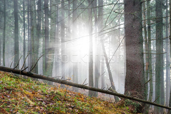 Mysterious fog in the green forest  Stock photo © vapi