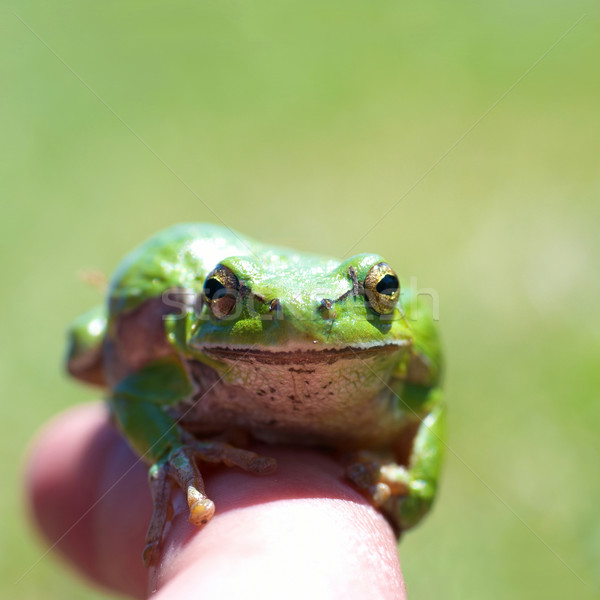 зеленый лягушка трава весны глаза лес Сток-фото © vapi