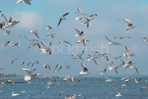 Flock of seagulls Stock photo © vapi